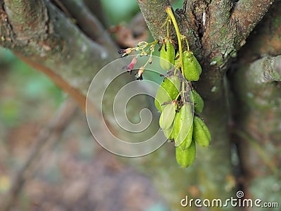 Averrhoa bilimbi, Oxalidaceae, Bilimbi, Bilimbing, Cucumber Tree green fruit Stock Photo