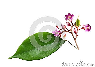 Averrhoa carambola Stock Photo