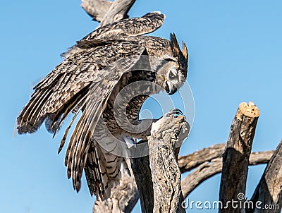 Avian Raptors in Tucson Arizona Stock Photo