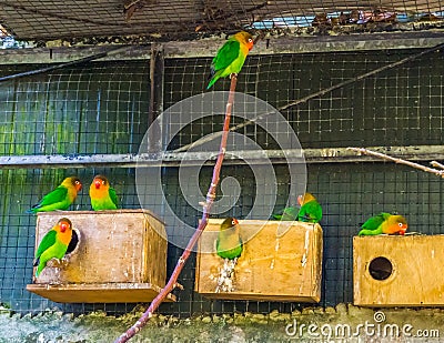 Aviary full with fischer`s lovebirds, colorful tropical birds from Africa, popular pets in aviculture Stock Photo