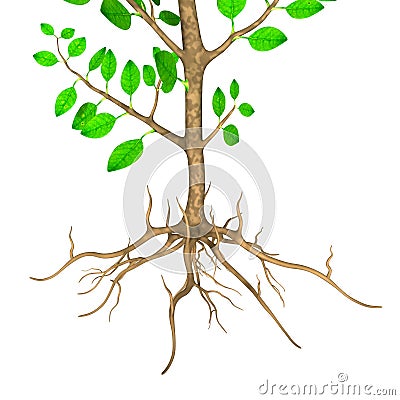 Avicennia Stock Photo