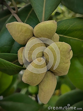 Avicennia rumphiana fruit Stock Photo