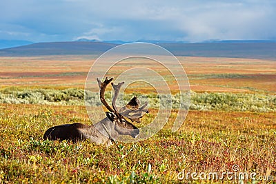 Reindeer grazes in the polar tundra. Stock Photo