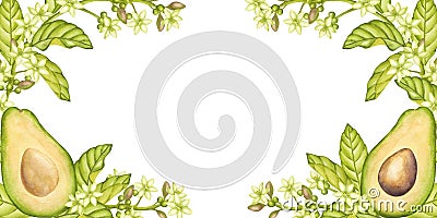 Avocado banner frame. Fruit half with seed core, sliced pieces, green leaves, flowers. Botanical vegetable clipart. Hand Cartoon Illustration