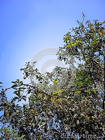 Avocado Blossom& x27;s Canopy: The Beauty Beyond the Sky Stock Photo