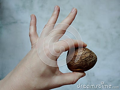 Avocado bone in hand on a light background Stock Photo