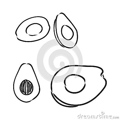 Avocado. Contour illustration. Exotic fruit in woodcut style. Isolated vector on white background. Vector Illustration