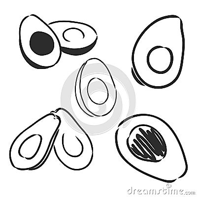 Avocado. Contour illustration. Exotic fruit in woodcut style. Isolated vector on white background. Vector Illustration