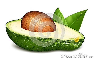 Avocado with core and leaves. Vector Illustration
