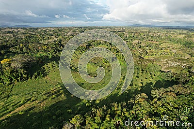 Avocado farm plantation Stock Photo