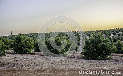 Avocado farm Avocado farm in Portugal with irrigation system Stock Photo