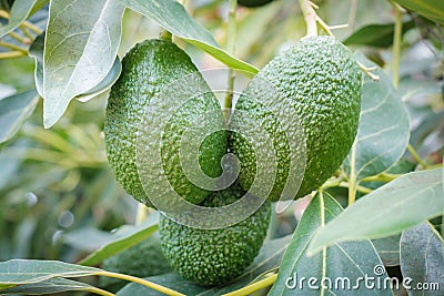 Avocado fruits hanging on branch of tree Stock Photo