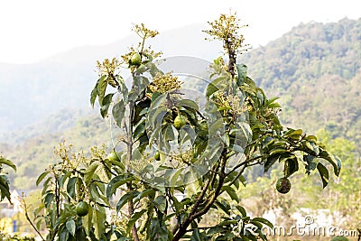 Avocado fruits on tree. Stock Photo