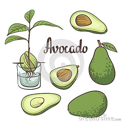 Avocado, half of avocado, avocado seed, a seedling of avocado on a laboratory flask isollated on white background. Vector Illustration