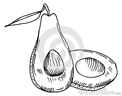 Avocado half cutted sketch. Healthy fruit engraving Vector Illustration