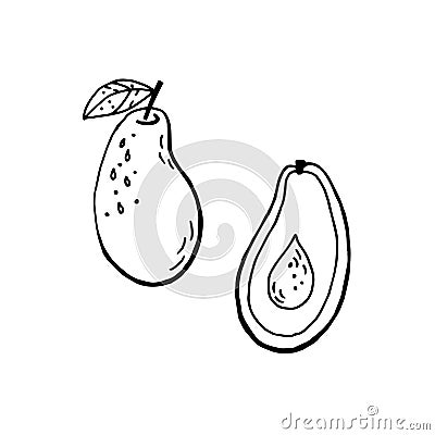 Avocado hand drawing in doodle style Vector Illustration