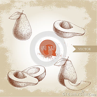 Avocado hand drawn set. sketch style vector illustration of exotic eco ripe fruits. Vector Illustration