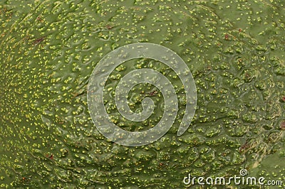 Avocado peel texture. Stock Photo