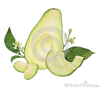 Avocado halves and pieces watercolor hand drawn realistic illustration. Green and fresh art of salad, sauce, guacamole Cartoon Illustration