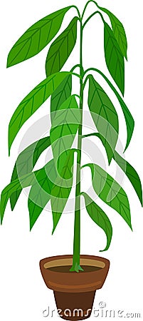 Avocado Plant Vector Illustration