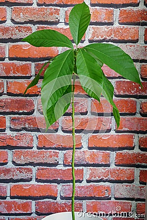 Avocado plant looked after at home Stock Photo