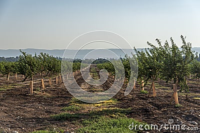 Avocado plantation Stock Photo