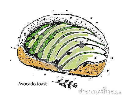 Avocado toast. Fresh toasted bread with ripe avocado. Vector Illustration