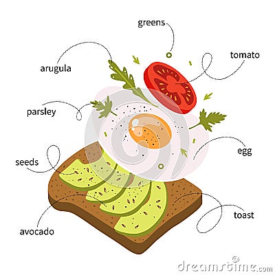 Avocado toast ingredients. Popular breakfast. Sandwich with fried egg. Vector Illustration