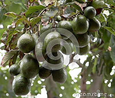 Avocado tree Stock Photo