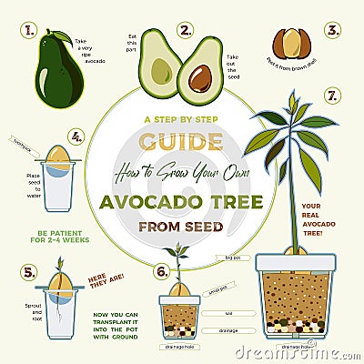 Avocado tree vector growing guide poster. Green simple instruction to grow avocado tree from seed. Avocado life cycle Vector Illustration
