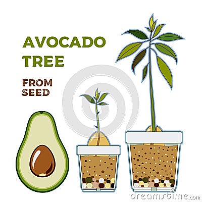 Avocado tree vector growing guide poster. Green simple instruction to grow avocado tree from seed. Avocado life cycle Vector Illustration