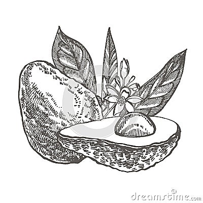 Avocado. Vector hand drawn illustrations. Tropical summer fruit engraved style illustration. Vector Illustration