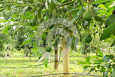 Avocados tree Stock Photo