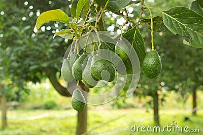 Avocados tree Stock Photo