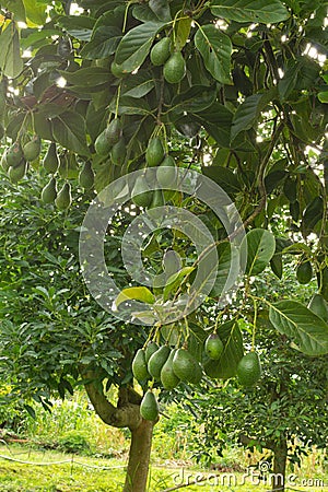 Avocados tree Stock Photo