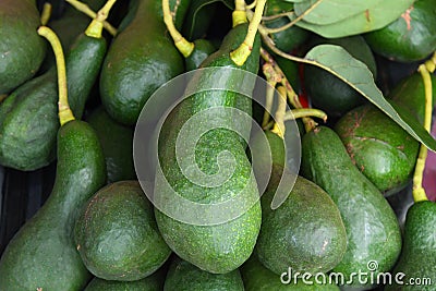 Avocados tree fruit close up. Stock Photo