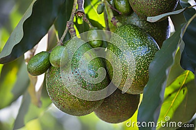 Avocados on a tree, Kenya Stock Photo