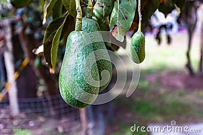Avocados on the tree Stock Photo