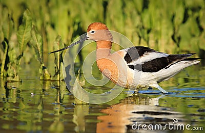 Avocet Walking by Plants in Lake Stock Photo