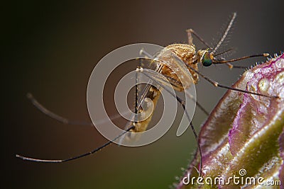 Avoid mosquito Itchy, irritating bites and diseases transmitted by mosquitoes, starting by clean up around your house from rubbish Stock Photo