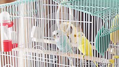 Awaiting Freedom - A Caged Yellow Beautiful Australian Parrot. Big colorful parrot in the white cage. two wavy parrots Stock Photo