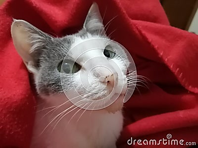 Awake and watching a grey and white cat with red blanket Stock Photo
