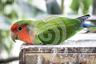 Awaken Parakeet Stock Photo