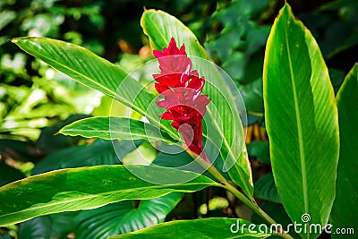 Awapuhi-UlaUla Hawaiian Red Ginger Stock Photo