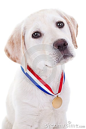 Award Winner Dog Stock Photo