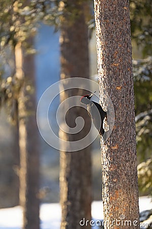 Award winning black woodpecker vertical photograph Stock Photo