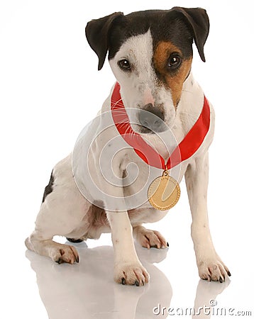 Award winning dog Stock Photo