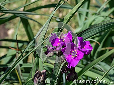 Award-winning Spider Lily (Tradescantia) 'Concord grape' flowering with three-petaled, purple flowers Stock Photo