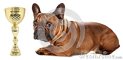 Awarded French Bulldog is lying wild golden trophy Stock Photo