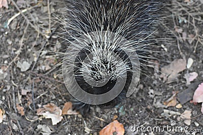 Awesome above shot of a wild porcupine with black and white quills Stock Photo